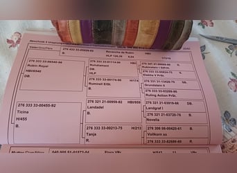 Österreichisches Warmblut, Wallach, 6 Jahre, 174 cm