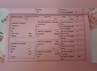Österreichisches Warmblut, Wallach, 6 Jahre, 174 cm, Rappe