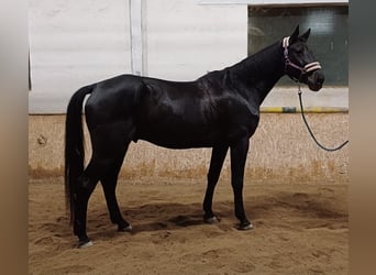 Österreichisches Warmblut, Wallach, 6 Jahre, 174 cm, Rappe