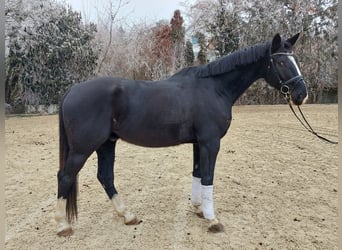 Österreichisches Warmblut, Wallach, 6 Jahre, 174 cm, Rappe