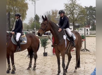 Österreichisches Warmblut, Wallach, 6 Jahre, 175 cm, Brauner
