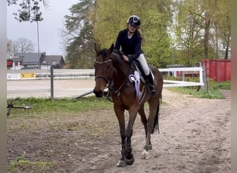 Österreichisches Warmblut, Wallach, 6 Jahre, 175 cm, Brauner