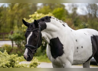 Österreichisches Warmblut, Wallach, 6 Jahre, 175 cm, Schecke