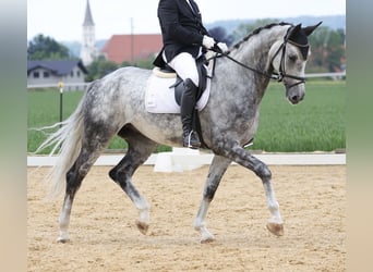 Österreichisches Warmblut, Wallach, 6 Jahre, 178 cm, Rappschimmel
