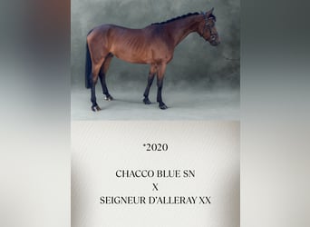 Österreichisches Warmblut, Wallach, 6 Jahre, Brauner