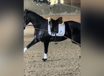 Österreichisches Warmblut, Wallach, 6 Jahre, Rappe