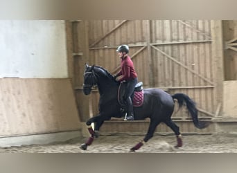 Österreichisches Warmblut, Wallach, 6 Jahre, Rappe
