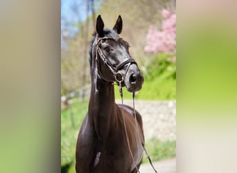 Österreichisches Warmblut, Wallach, 6 Jahre, Rappe