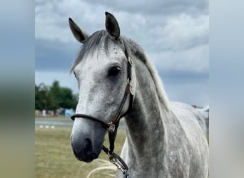 Österreichisches Warmblut, Wallach, 7 Jahre, 160 cm, Schimmel