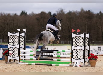 Österreichisches Warmblut, Wallach, 7 Jahre, 165 cm, Apfelschimmel