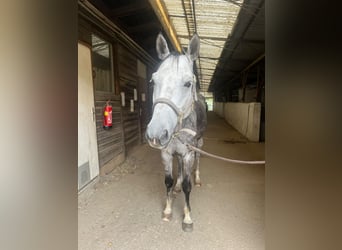 Österreichisches Warmblut, Wallach, 7 Jahre, 165 cm