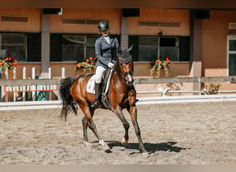 Österreichisches Warmblut, Wallach, 7 Jahre, 168 cm, Brauner