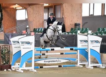 Österreichisches Warmblut, Wallach, 7 Jahre, 168 cm, Rappschimmel