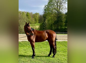 Österreichisches Warmblut, Wallach, 7 Jahre, 170 cm, Brauner