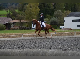 Österreichisches Warmblut, Wallach, 7 Jahre, 170 cm, Fuchs