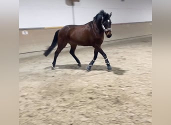 Österreichisches Warmblut, Wallach, 7 Jahre, 173 cm, Brauner