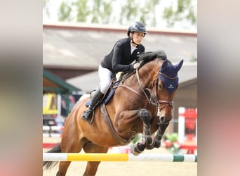 Österreichisches Warmblut, Wallach, 7 Jahre, 174 cm, Brauner
