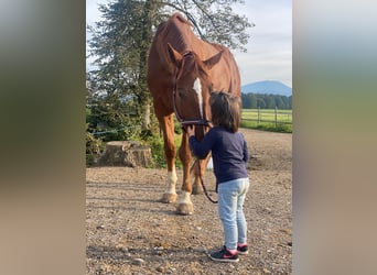 Österreichisches Warmblut, Wallach, 7 Jahre, 174 cm, Dunkelfuchs