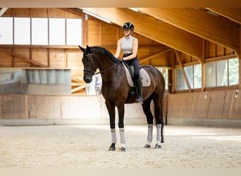 Österreichisches Warmblut, Wallach, 7 Jahre, 176 cm, Rappe