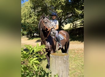 Österreichisches Warmblut, Wallach, 8 Jahre, 163 cm, Rappe