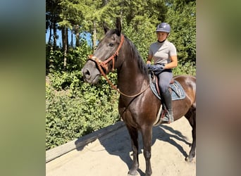 Österreichisches Warmblut, Wallach, 8 Jahre, 163 cm, Rappe