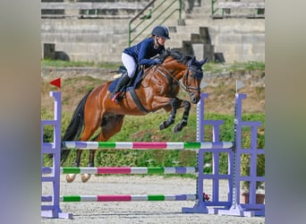 Österreichisches Warmblut, Wallach, 8 Jahre, 165 cm, Brauner