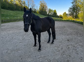 Österreichisches Warmblut, Wallach, 8 Jahre, 167 cm, Rappe