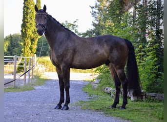 Österreichisches Warmblut, Wallach, 8 Jahre, 168 cm, Brauner
