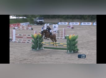 Österreichisches Warmblut, Wallach, 8 Jahre, 168 cm, Brauner
