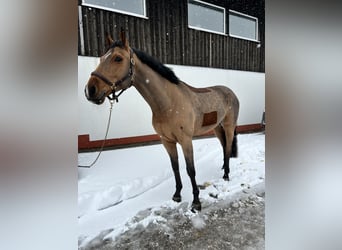 Österreichisches Warmblut, Wallach, 8 Jahre, 168 cm, Brauner
