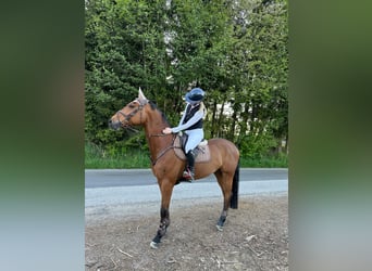 Österreichisches Warmblut, Wallach, 8 Jahre, 168 cm, Brauner