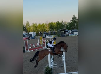 Österreichisches Warmblut, Wallach, 8 Jahre, 168 cm, Brauner