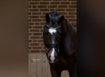 Österreichisches Warmblut, Wallach, 8 Jahre, 169 cm, Brauner