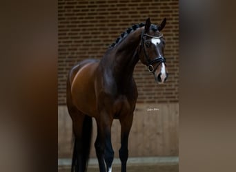 Österreichisches Warmblut, Wallach, 8 Jahre, 169 cm, Brauner