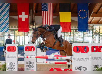 Österreichisches Warmblut, Wallach, 8 Jahre, 170 cm, Brauner