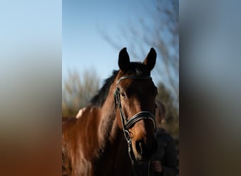 Österreichisches Warmblut, Wallach, 8 Jahre, 170 cm, Brauner