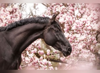 Österreichisches Warmblut, Wallach, 8 Jahre, 170 cm, Rappe