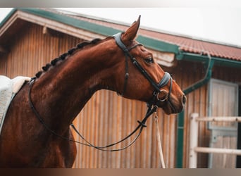 Österreichisches Warmblut, Wallach, 8 Jahre, 172 cm, Brauner