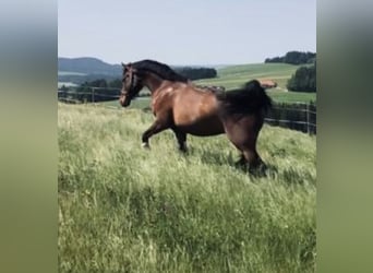Österreichisches Warmblut, Wallach, 8 Jahre, 173 cm, Brauner