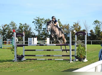 Österreichisches Warmblut, Wallach, 8 Jahre, 176 cm, Schimmel