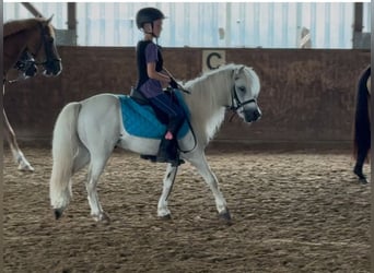 Österreichisches Warmblut, Wallach, 9 Jahre, 115 cm, Schimmel