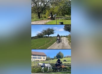 Österreichisches Warmblut, Wallach, 9 Jahre, 115 cm, Schimmel