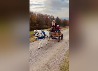 Österreichisches Warmblut, Wallach, 9 Jahre, 115 cm, Schimmel