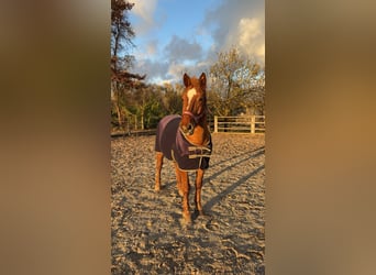 Österreichisches Warmblut Mix, Wallach, 9 Jahre, 158 cm, Fuchs