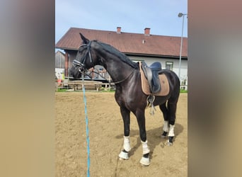 Österreichisches Warmblut, Wallach, 9 Jahre, 165 cm, Schwarzbrauner