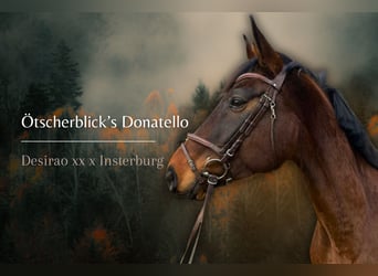 Österreichisches Warmblut, Wallach, 9 Jahre, 167 cm, Brauner