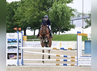 Österreichisches Warmblut, Wallach, 9 Jahre, 168 cm, Brauner