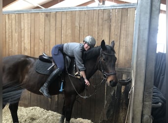 Österreichisches Warmblut, Wallach, 9 Jahre, 170 cm, Brauner