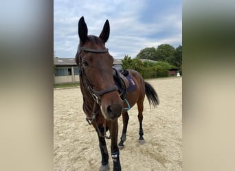 Österreichisches Warmblut, Wallach, 9 Jahre, 170 cm, Brauner