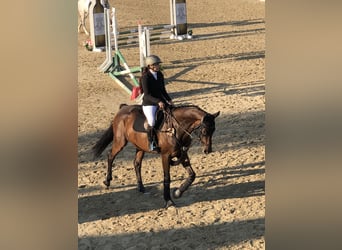 Österreichisches Warmblut, Wallach, 9 Jahre, 170 cm, Brauner